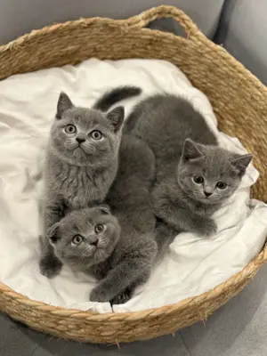 Brithish Shorthair Blue