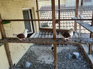 Vând porumbei voiajori standard  - imagine 2