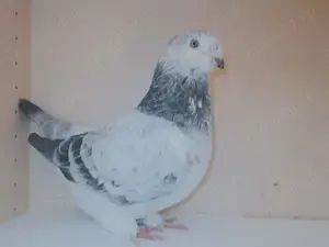 Vând porumbei voiajori standard  - imagine 3