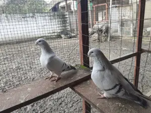 Vând porumbei voiajori standard  - imagine 4