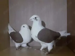 Vând porumbei voiajori standard  - imagine 5