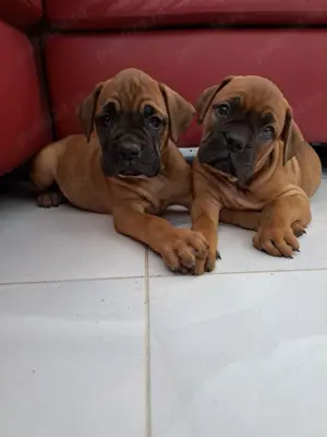 Vând căței boxer german  - imagine 4