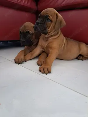 Vând căței boxer german 