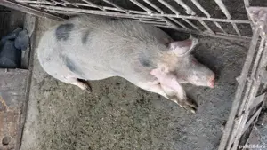 Vând porci  - imagine 2 Vând porci  - imagine 2