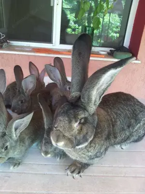 Femele Uriaș German 9 Luni Rasă pură  - imagine 3 Femele Uriaș German 9 Luni Rasă pură  - imagine 3