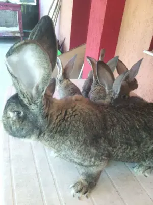 Femele Uriaș German 9 Luni Rasă pură  - imagine 4 Femele Uriaș German 9 Luni Rasă pură  - imagine 4