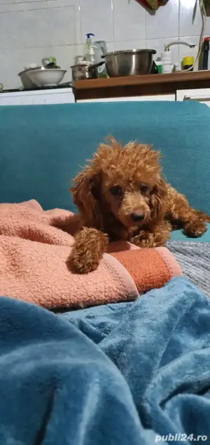 Pudel caniche) jucarie