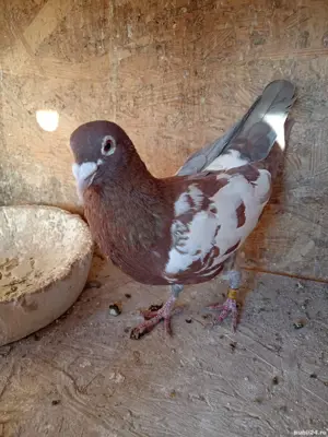 Porumbei mulemans  - imagine 5 Porumbei mulemans  - imagine 5