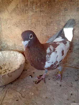 Porumbei mulemans  - imagine 3 Porumbei mulemans  - imagine 3