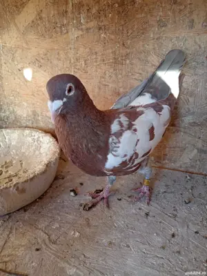 Porumbei mulemans  - imagine 2 Porumbei mulemans  - imagine 2