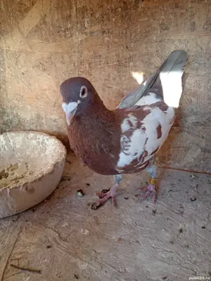 Porumbei mulemans  - imagine 4 Porumbei mulemans  - imagine 4