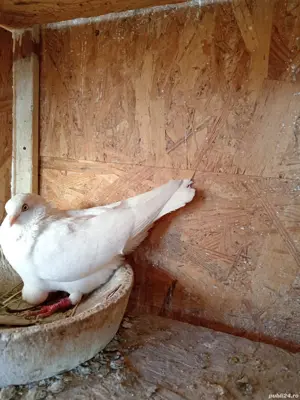 Porumbei jucători  - imagine 2