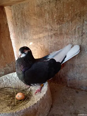 Porumbei jucători  - imagine 4