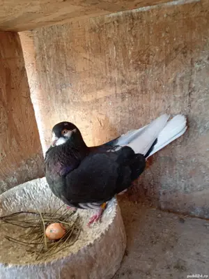 Porumbei jucători  - imagine 3