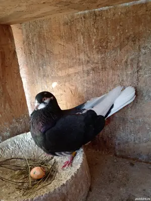 Porumbei jucători  - imagine 5