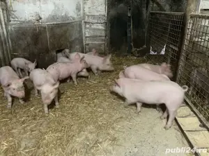 Porci grasi Purcei - imagine 5