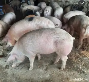 porci de vanzare 
