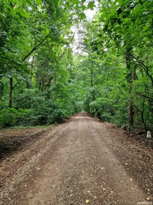 Teren intravilan 12.000mp Padurea Baneasa