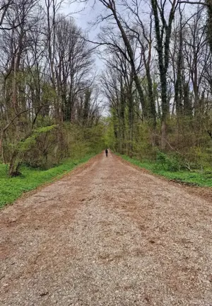 Teren intravilan 12.000mp Padurea Baneasa - imagine 2