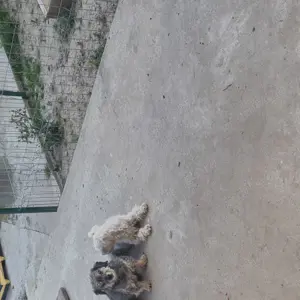 Bichon cauta casa noua - imagine 2 Bichon cauta casa noua - imagine 2