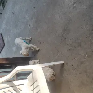 Bichon pui - imagine 2