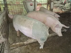 Vând porci mari între 150kg și 250kg.
