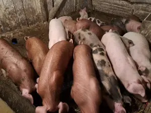 Vând purcei și șoldani  - imagine 2