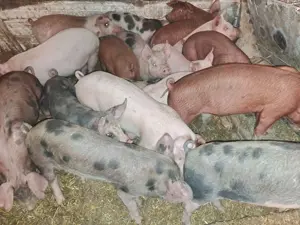 Vând purcei și șoldani  - imagine 3