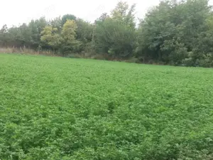 Casa si Teren de vanzare