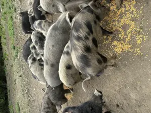 Porci pentru proțap