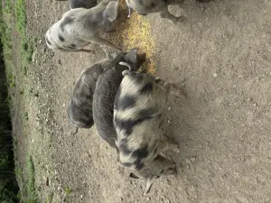 Porci pentru proțap  - imagine 3