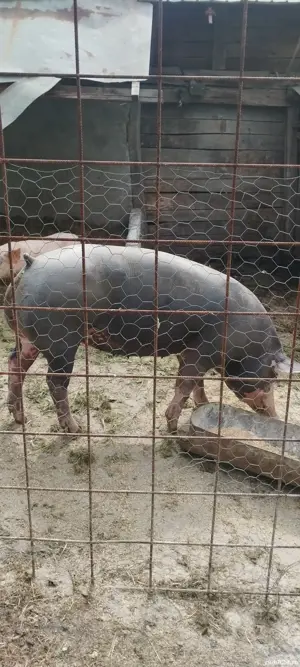 Porc de carne 200-220kg, 16 lei kg - imagine 2