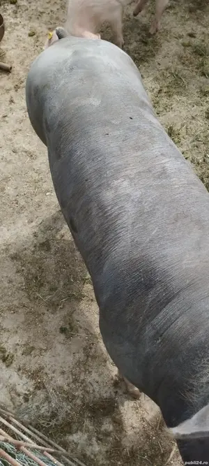 Porc de carne 200-220kg, 16 lei kg - imagine 4