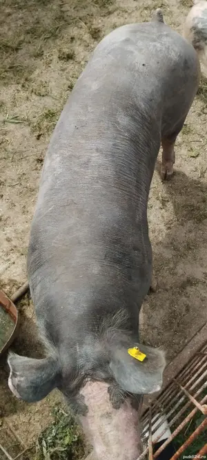 Porc de carne 200-220kg, 16 lei kg - imagine 3