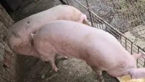 Vand porci 180-200kg