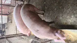 Vand porci 180-200kg - imagine 2 Vand porci 180-200kg - imagine 2