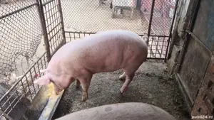 Vand porci 180-200kg - imagine 3 Vand porci 180-200kg - imagine 3