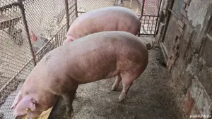 Vand porci 180-200kg - imagine 4 Vand porci 180-200kg - imagine 4