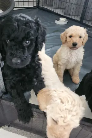 Pui de Pudel Standard( urias) cu Pedigree   Femele și Masculi disponibili  - imagine 5