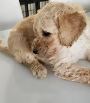 Pui de Pudel Standard( urias) cu Pedigree   Femele și Masculi disponibili  - imagine 4