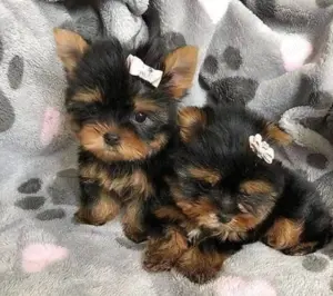 Puiuți Yorkshire Terrier Toy