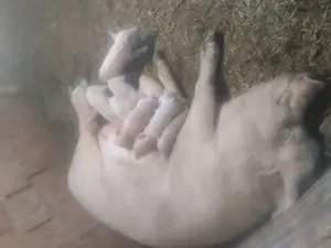 Scroafa cu purcei  - imagine 2 Scroafa cu purcei  - imagine 2