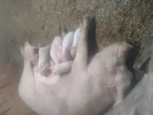 Scroafa cu purcei  - imagine 3 Scroafa cu purcei  - imagine 3