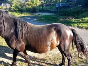 cal bun la padure  - imagine 3