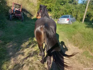 cal bun la padure  - imagine 2