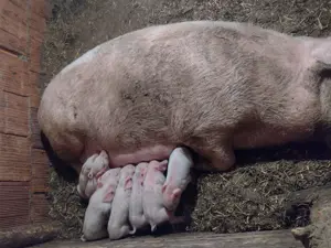 Scroafa cu purcei  - imagine 4 Scroafa cu purcei  - imagine 4