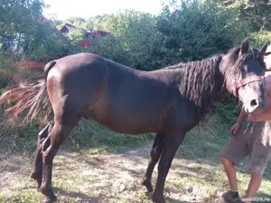 cal bun la padure  - imagine 4