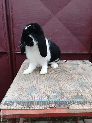 iepuri berbec german - imagine 5