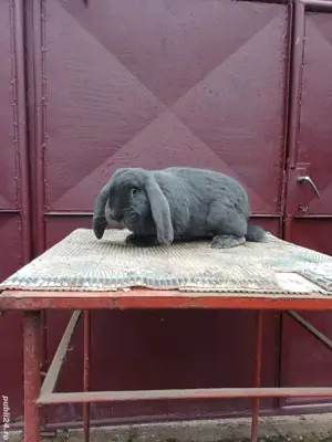 iepuri berbec german - imagine 2