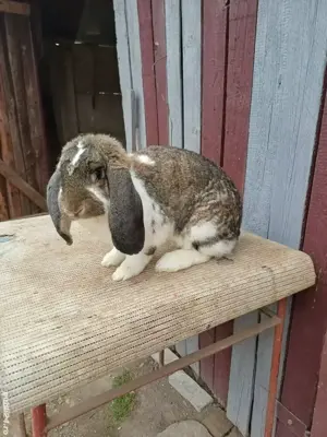 iepuri berbec german - imagine 3